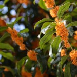 1280px-Osmanthus_fragrans_(orange_flowers)[1]